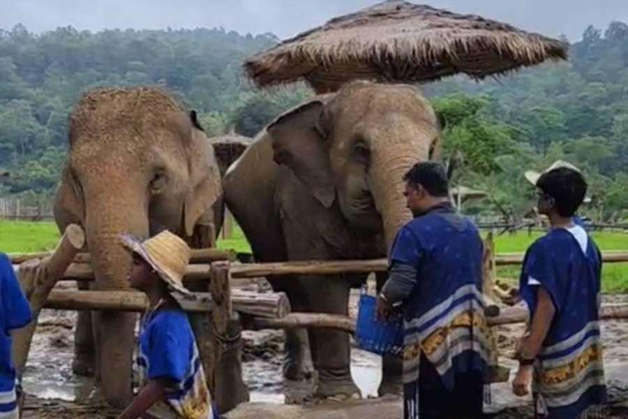 Private day tour Chiang mai Elephant sanctuary Sticky Waterfall and Temple for 5 person photo 3