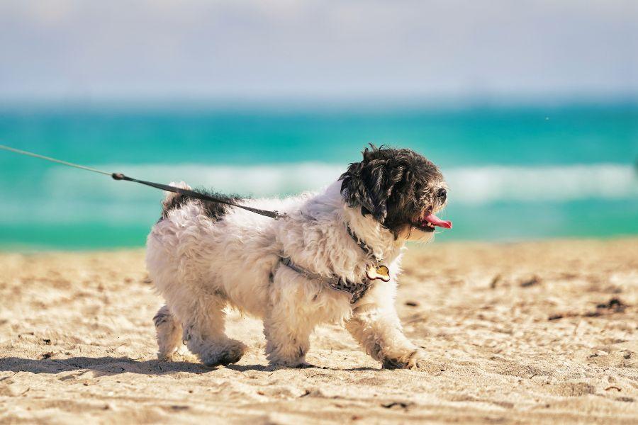 Langkawi to Koh Lipe with a Pet: Is It Possible?
