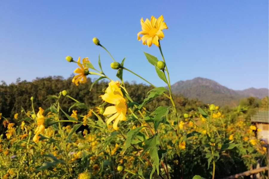 SmartEnPlus Blog: Chiang Mai to Pai to Mae Hong Son Loop: Complete Travel Guide