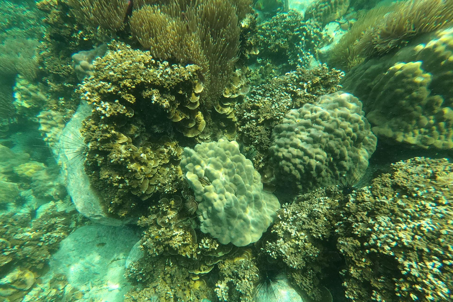 Koh Chang :Private Day Tour 4 Island Snorkeling 10 Person Type D photo 3