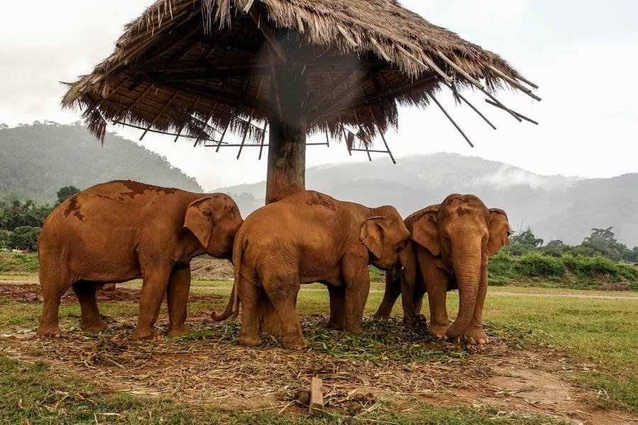 Private day tour Chiang mai : Elephant Sanctuary- Waterfall- Bamboo Rafting 4 Pax