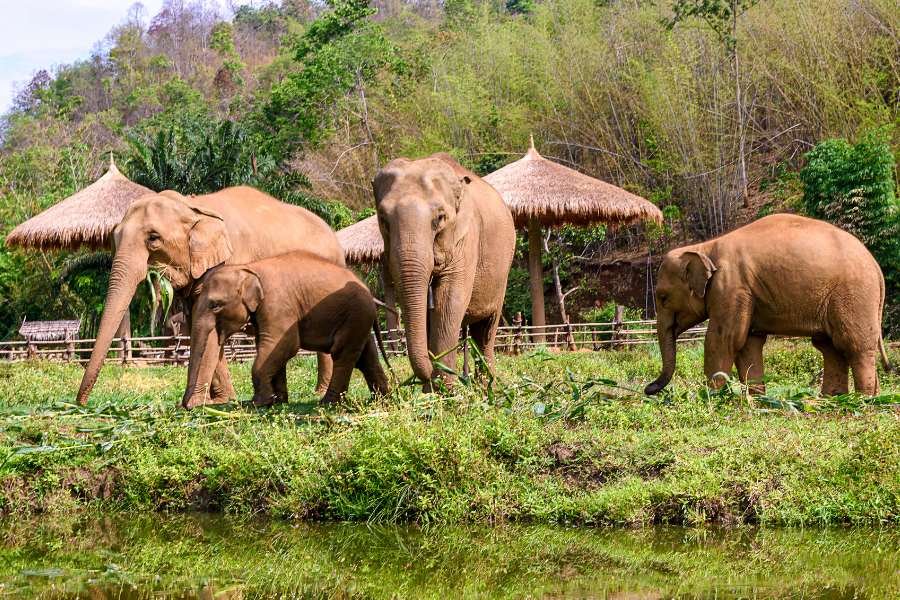 Private day tour Chiang mai Elephant sanctuary Sticky Waterfall and Temple for 5 person