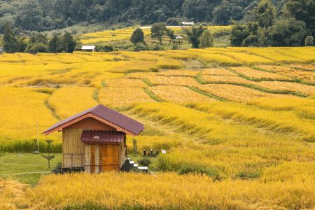 Private day tour chiang mai :Pha Chor-Mae Ya Waterfall-Mae Klang Luang-Wat Ton Kwen