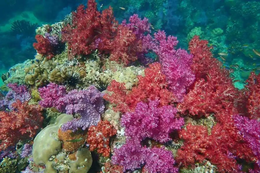 Koh Lipe: Longtail Boat Snorkeling Program A