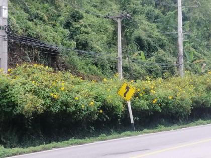 SmartEnPlus Blog: Official Travel Advice for the Chiang Mai to Pai Route (Updated 2025)