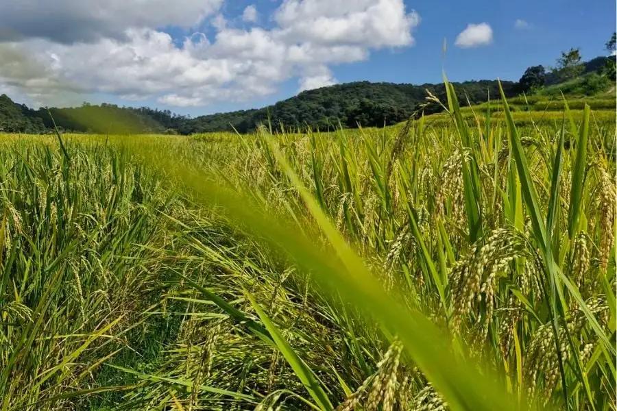 Top Pai to Chiang Mai Travel Apps and Websites for Easy Booking
