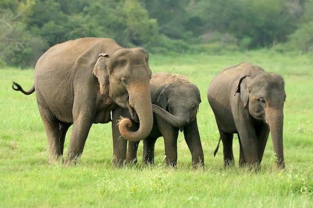 Ethical Elephant Sanctuaries Near Chiang Mai: What to Know